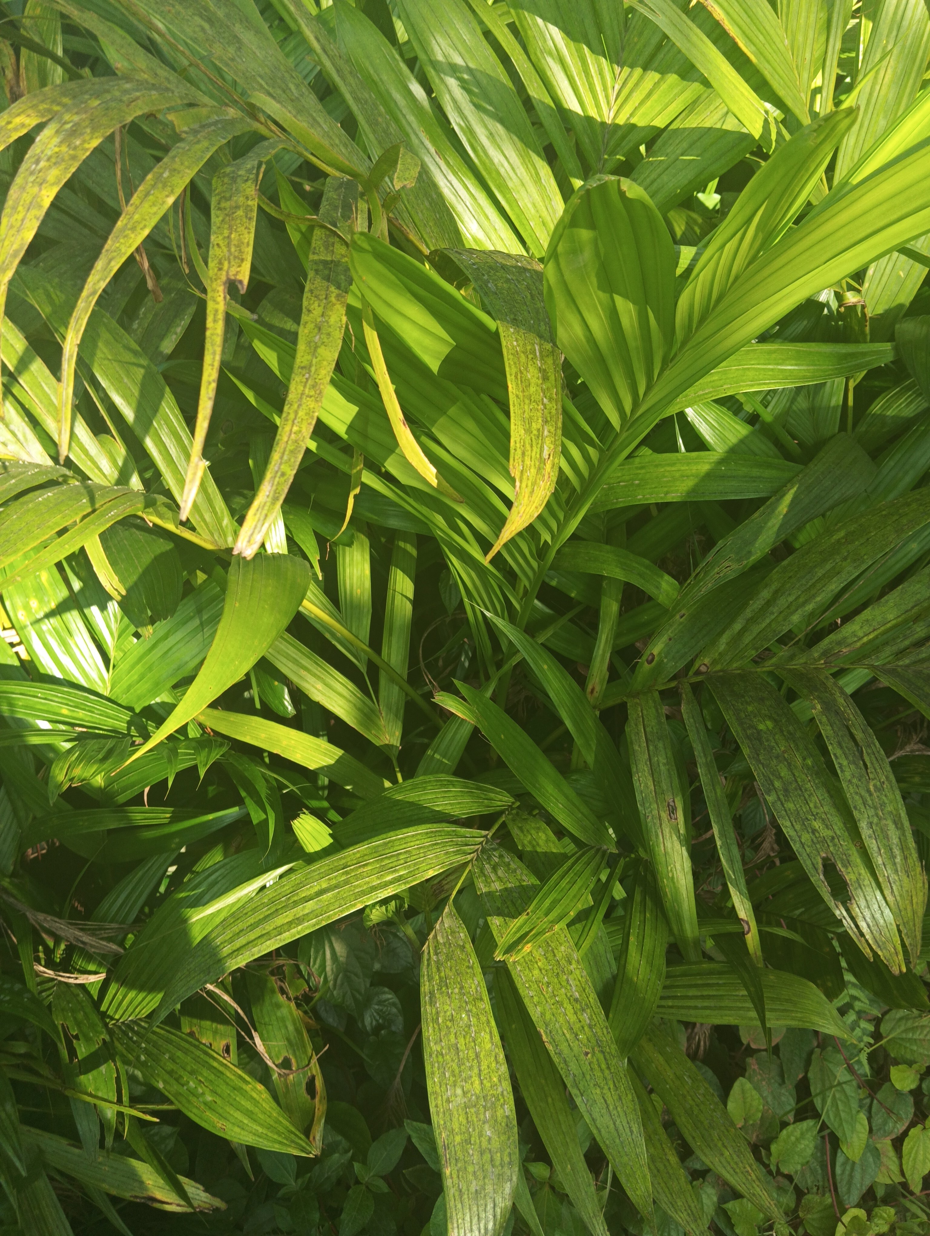 Areca nut plant malnadu image