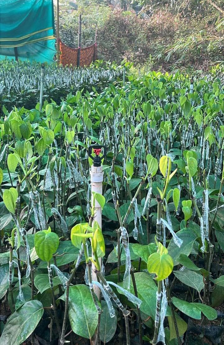 Grafted black pepper for sale karnataka image