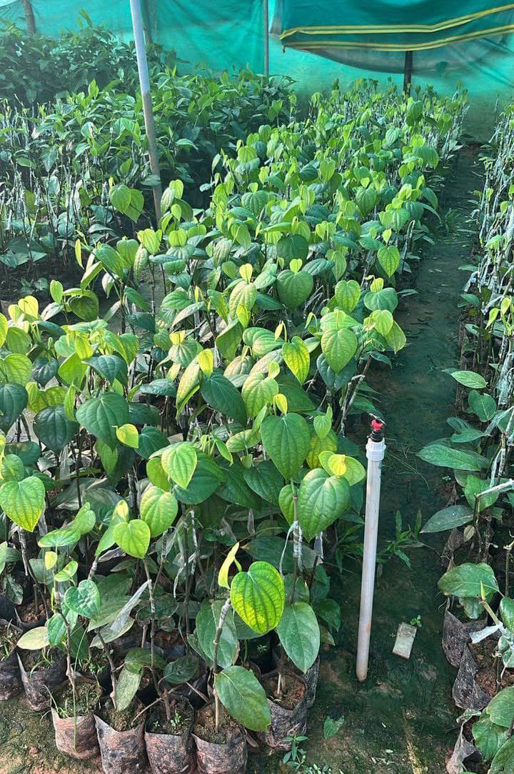 Grafted black pepper for sale karnataka image