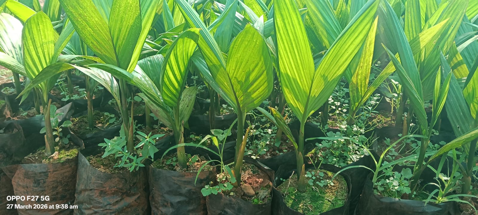 Quality adike sasi available daddasege karnataka image