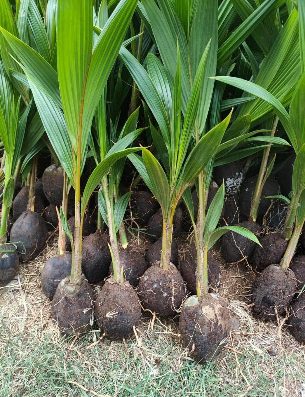 Premium High-Yield Hybrid Coconut Saplings – Ready for Planting! image