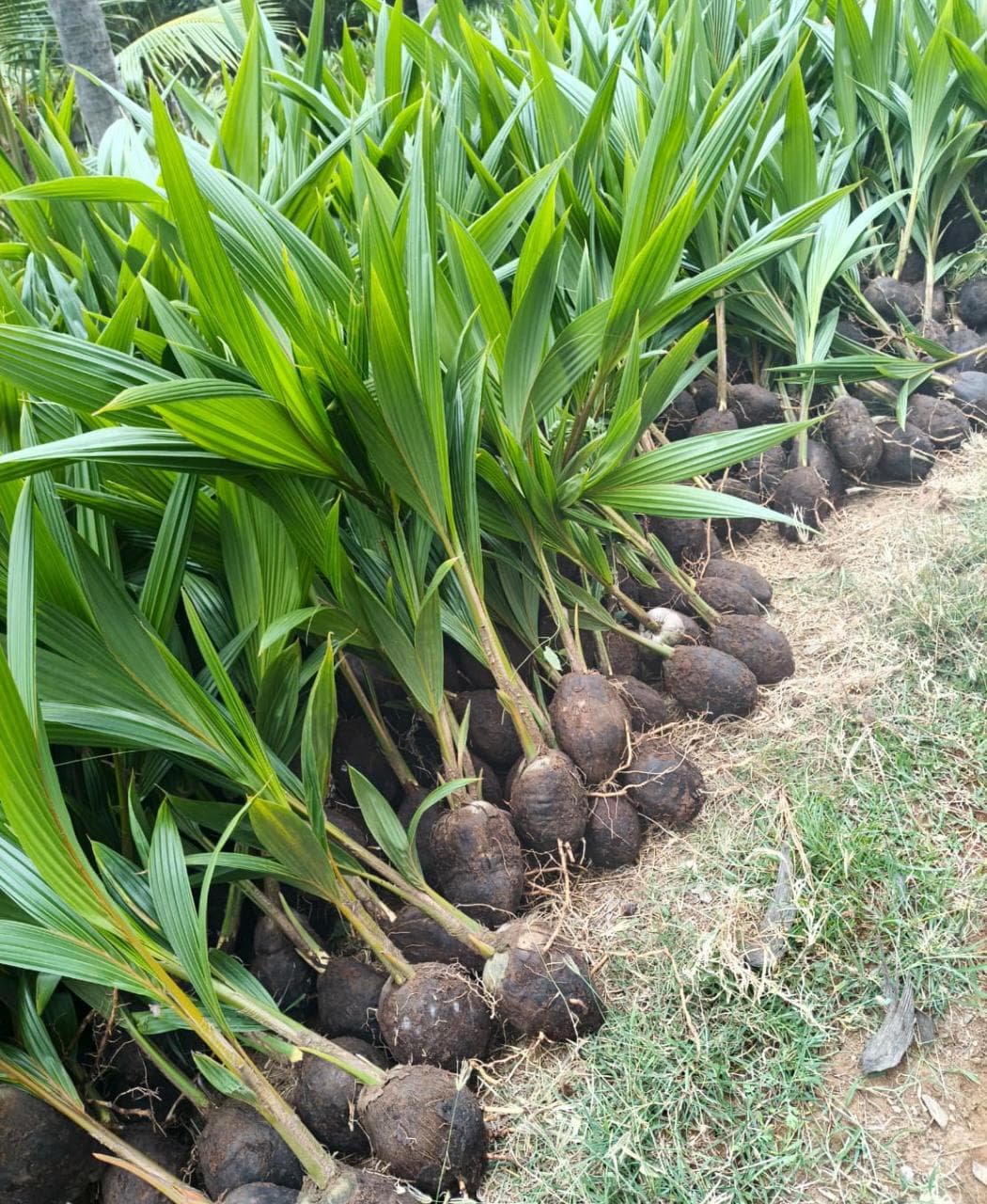 Premium High-Yield Hybrid Coconut Saplings – Ready for Planting! image