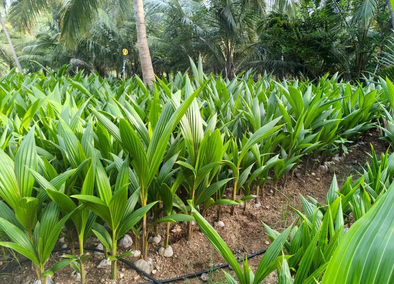 Premium High-Yield Hybrid Coconut Saplings – Ready for Planting! image