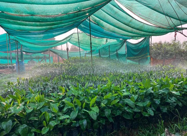 Grafted black pepper for sale karnataka