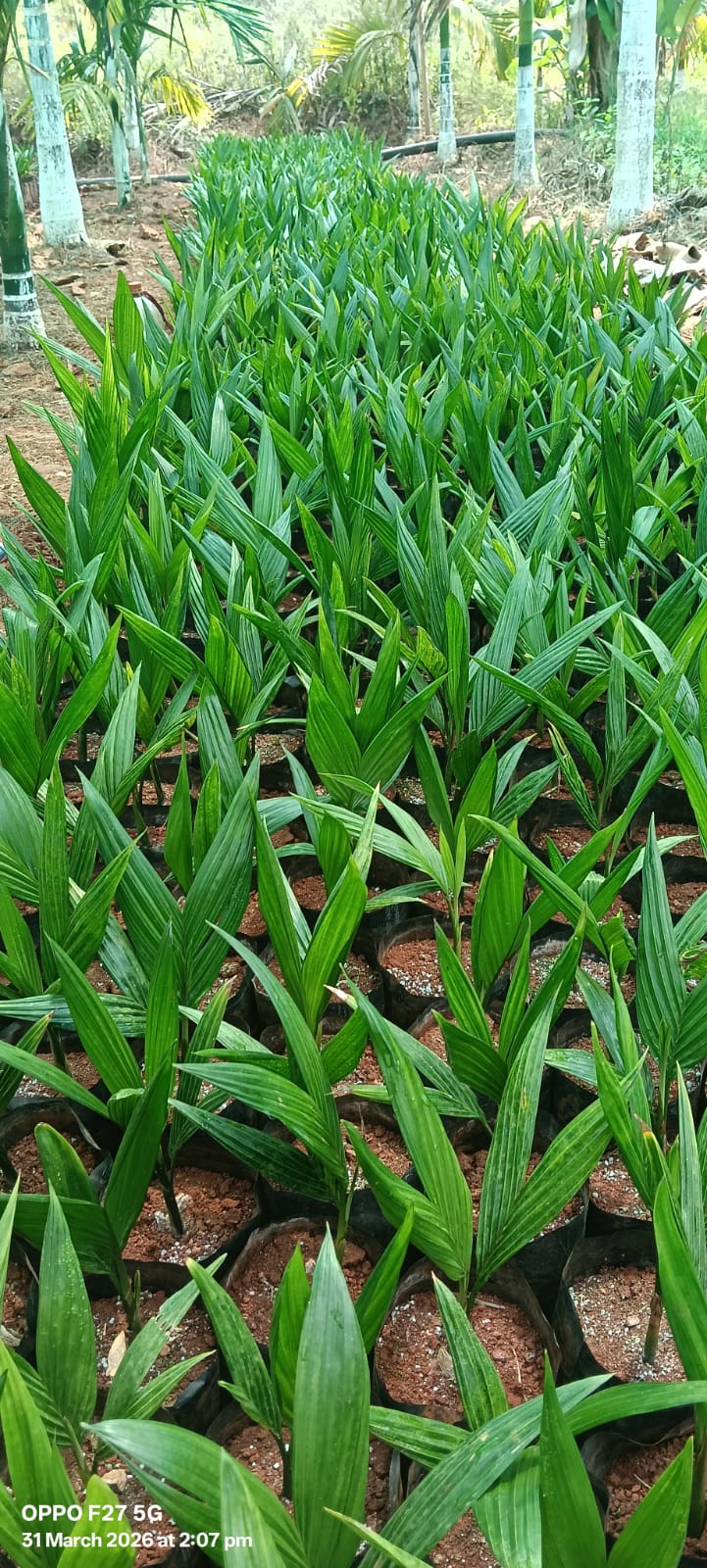 Quality adike sasi available daddasege karnataka