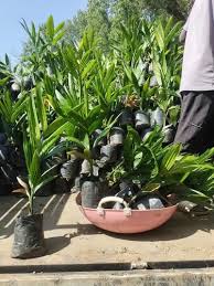 Adike plant available karnataka