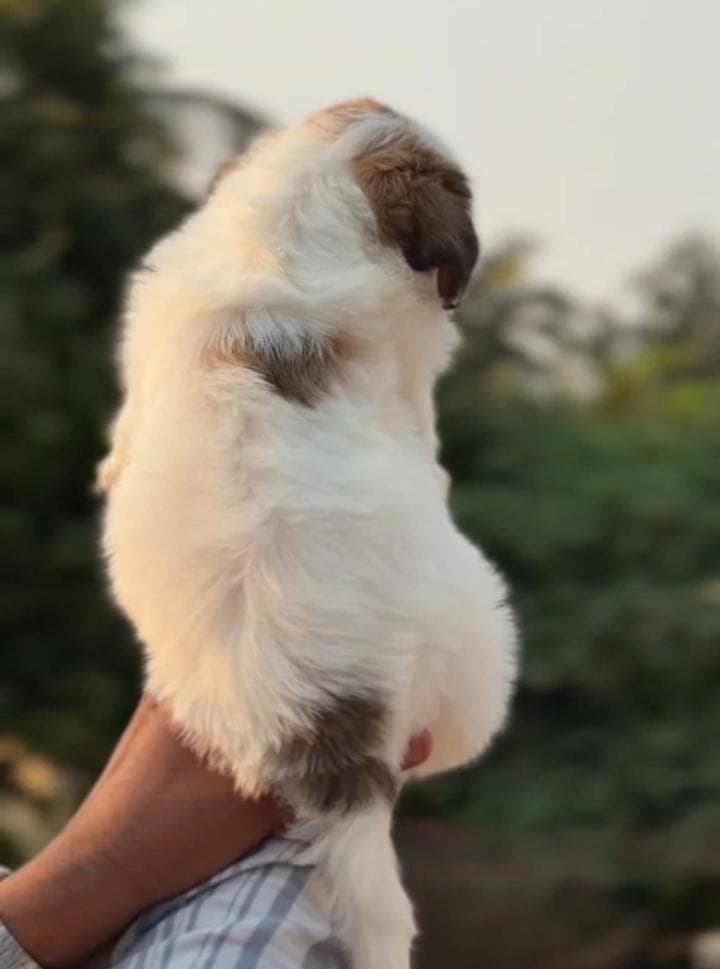 Quality Shitzu puppy karnataka image
