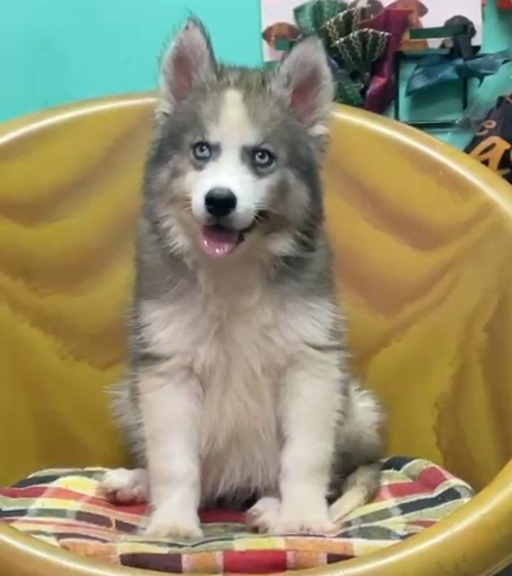 Male Husky Dog Puppy in Bangalore – Ready for New Home image