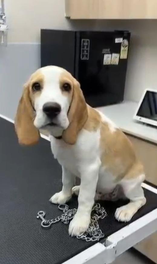 Beagle Puppy for Sale in Bangalore – Vaccinated with Complete Vaccine Records image