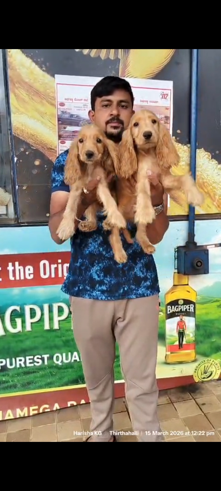 Cocker spaniel male image