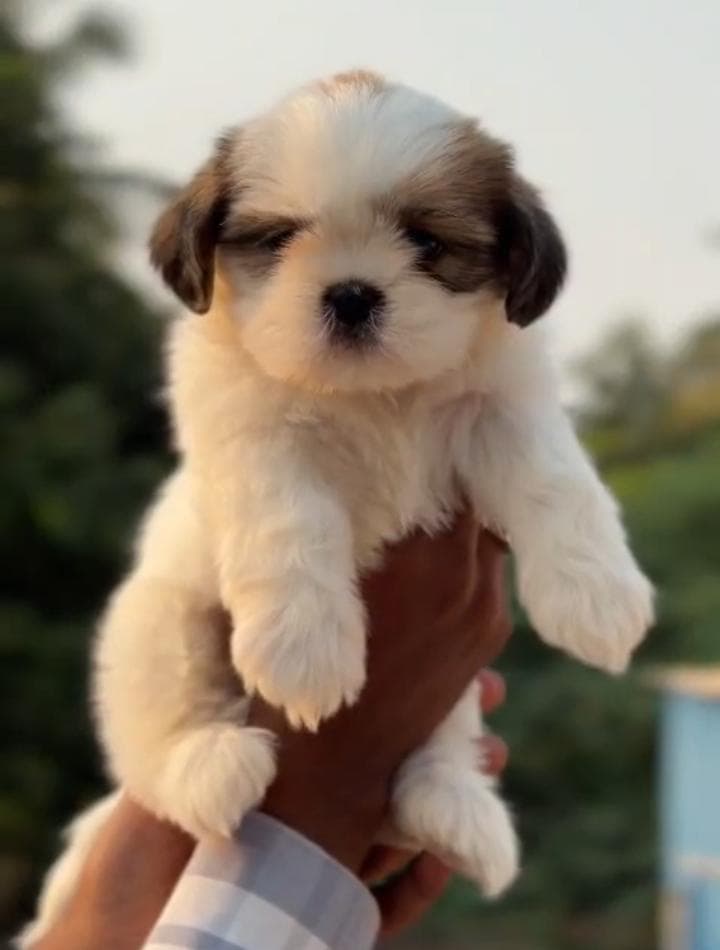 Quality Shitzu puppy karnataka