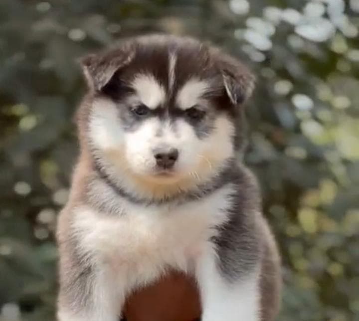 Dog Wooly Coat male karnataka