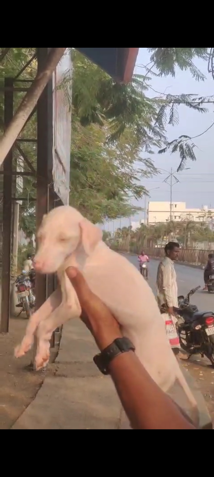 Dog Mudhol male near teerthahalli