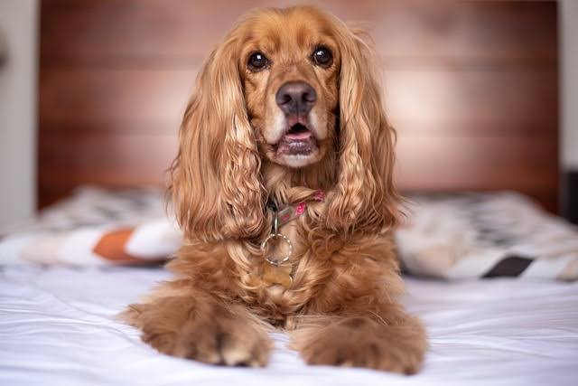 Cocker spaniel female