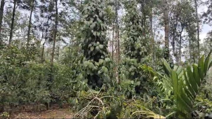 10 Acre Coffee Estate for Sale near Bikkodu, Belur (Hassan District) image